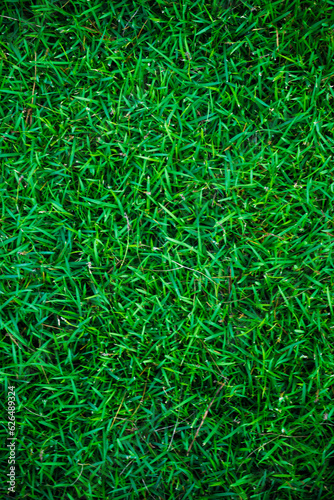 Green grass nature background empty grass texture