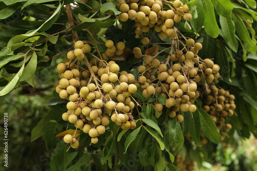 Bunch of Longan fruit on tree.