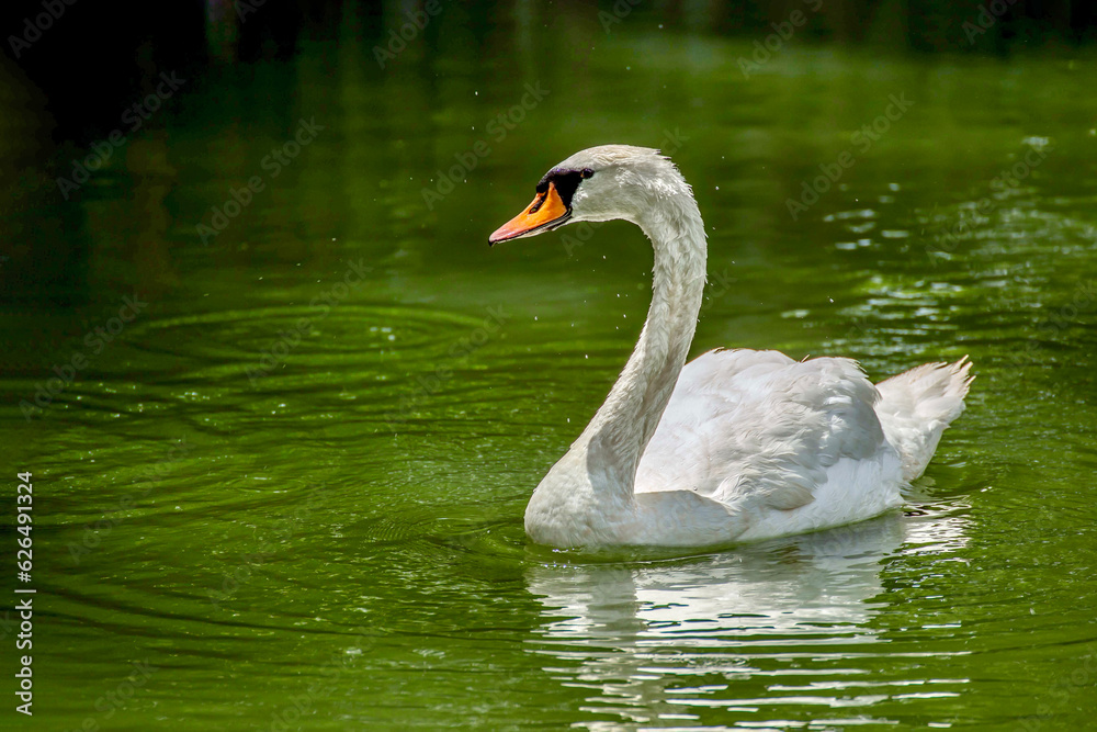 Obraz premium White swan on the city garden pond.