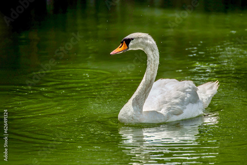 White swan on the city garden pond.