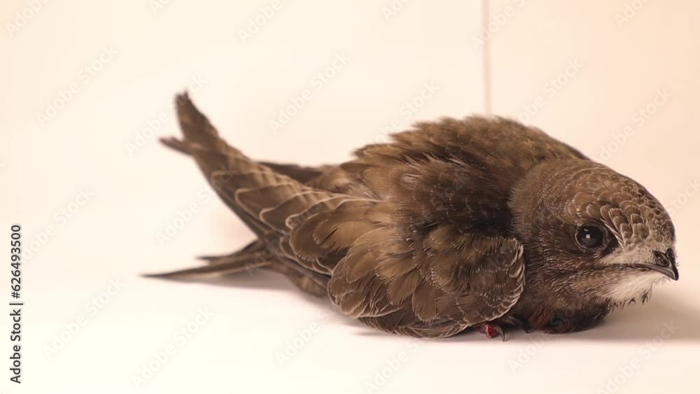 Common Swift on white background.
Bird isolated, birds.
Ornithology.
Animals, animal.
wild nature, wildlife