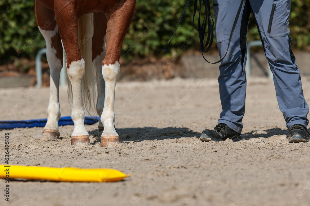 Obraz premium Horse and trainer stand on the plastz next to soft bars, recording of the legs of the horse and trainer, landscape format..
