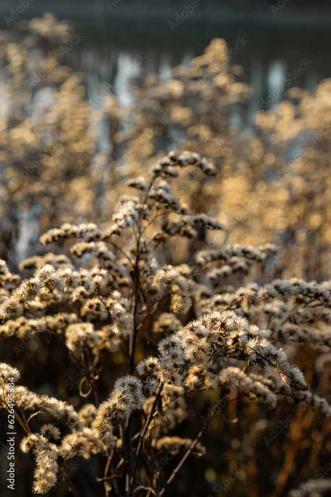 Closeup of dry goldenrod in autumn at goldenhour Closeup of dry goldenrod in autumn at goldenhour