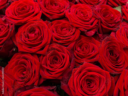 red rose flowers as background.
