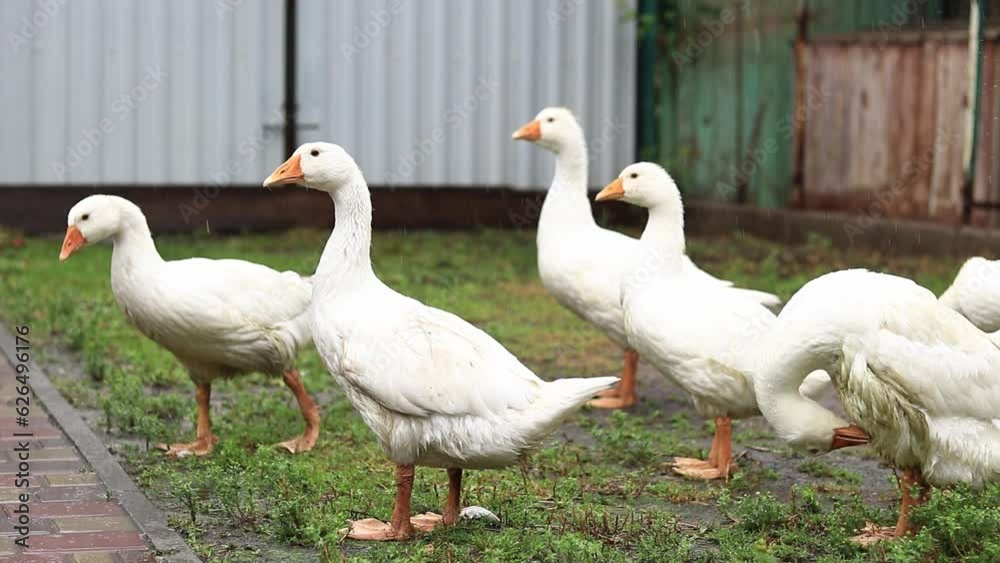 Domestic geese walk in the yard in the rain. Poultry, flock of white geese Domestic geese walk in the yard in the rain. Poultry, flock of white geese