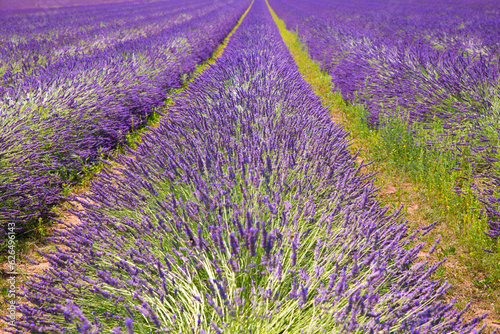 Field of blooming lavender in summer