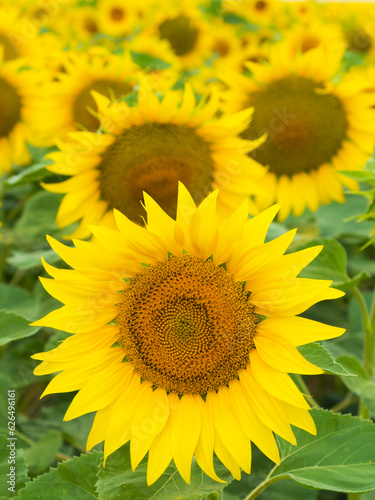 Sunflowers in a field