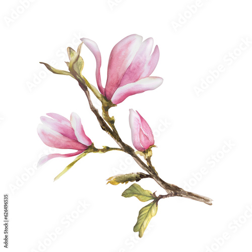 Watercolor Seamless Pattern Hand painted illustration Magnolia on white background with pink stains