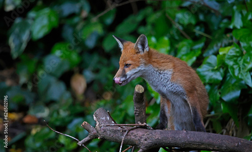 Young foxes exploring the garden