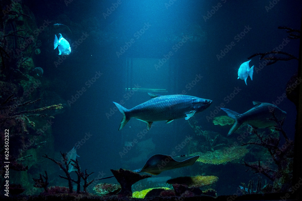 Fototapeta premium fish in aquarium