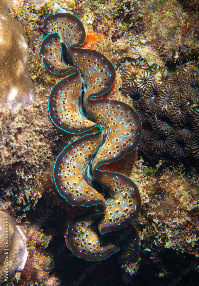 Fototapeta premium Giant clam