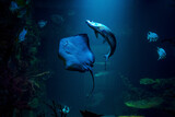 a floating ray in an aquarium Haus des Meeres