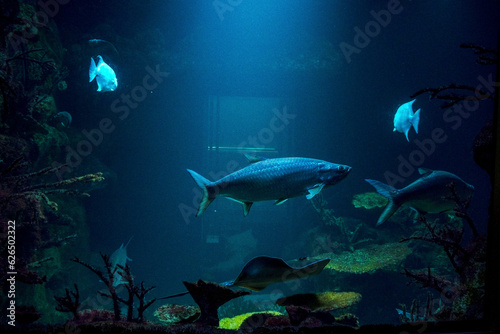 fish in aquarium © dambis_r
