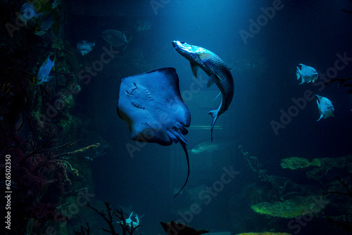 Canvas Print a floating ray in an aquarium Haus des Meeres