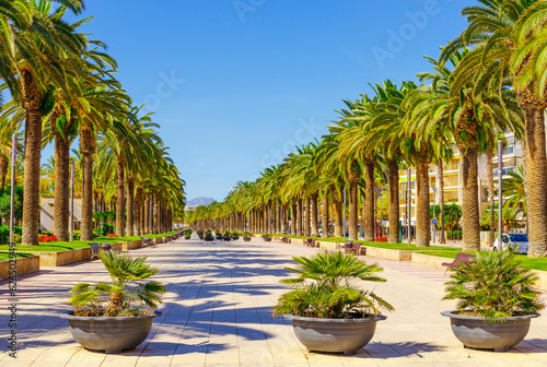 Promenade with palm trees in Salou city, Spain, Europe. Sunny summer
