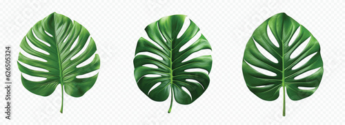 Green jungle leaf vector set