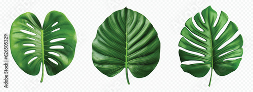 Green jungle leaf vector set