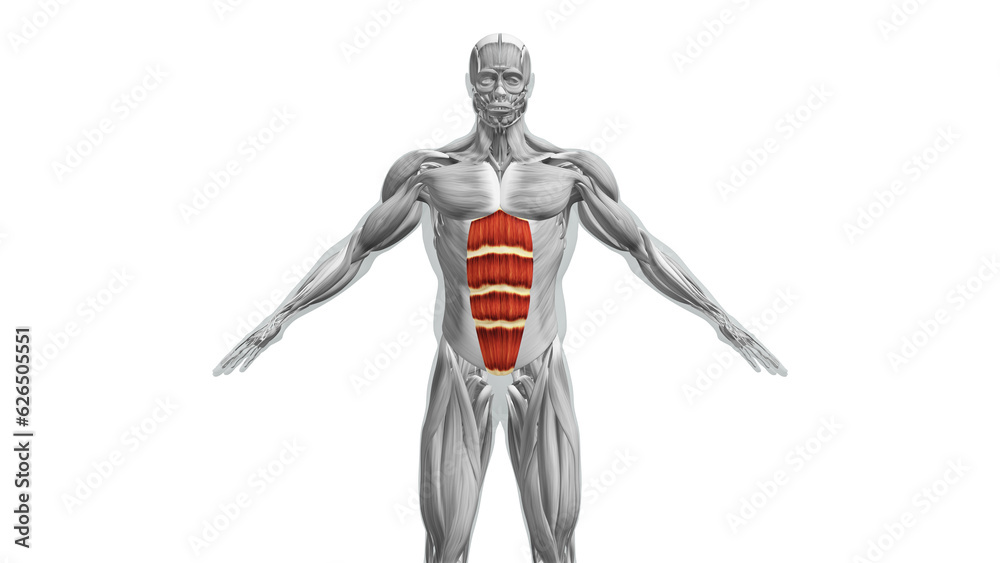 Anatomy of the abdominal Muscles Anatomy of the abdominal Muscles