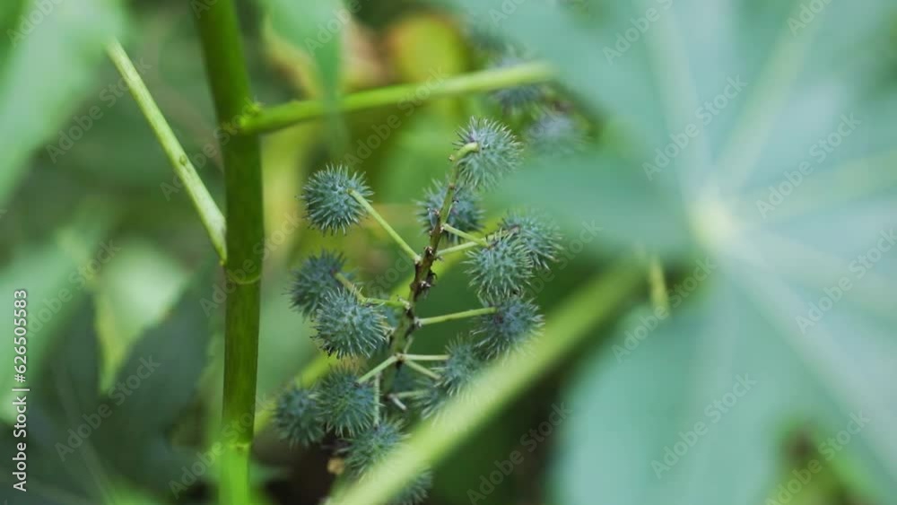 Fresh Castor pods in garden	
