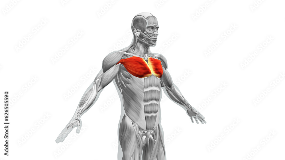 Anatomy of the Chest Pectoralis Major and Minor Muscles Anatomy of the Chest Pectoralis Major and Minor Muscles
