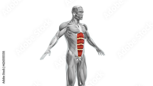 Fototapeta Naklejka Na Ścianę i Meble -  Anatomy of the abdominal Muscles