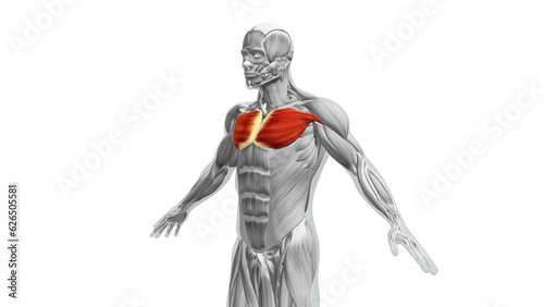 Anatomy of the Chest Pectoralis Major and Minor Muscles