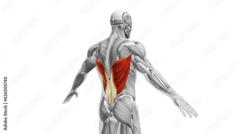 Anatomy of the Latissimus Dorsi Muscles