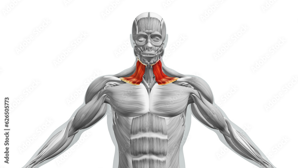Anatomy of the Sternocleidomastoid Muscles Anatomy of the Sternocleidomastoid Muscles
