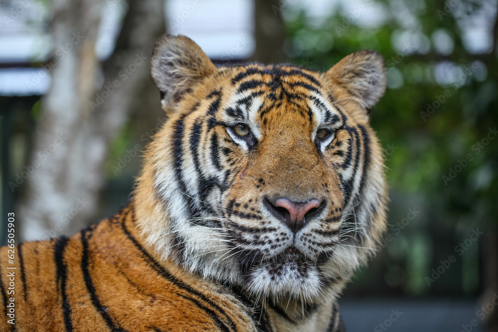 Naklejka premium Royal bengal tiger