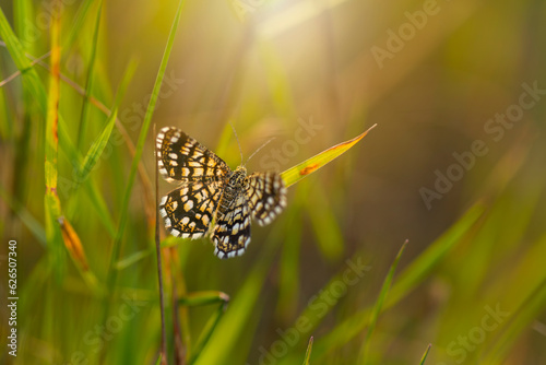 Nocny motyl w kratkę, Witalnik nostrzak (Chiasmia clathrata)