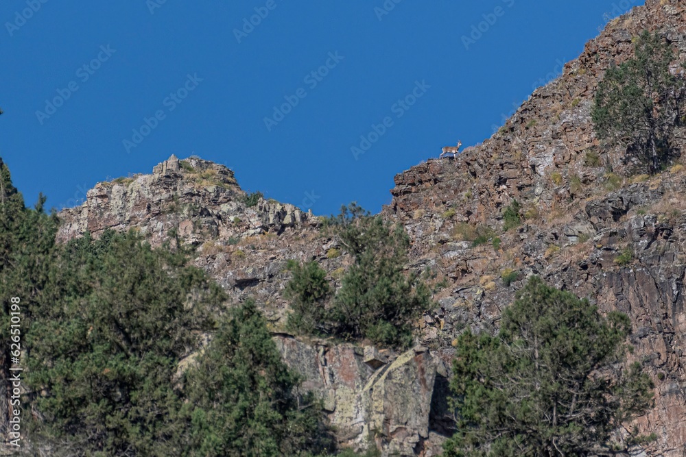 A couple of isolated Bezoar Goats in the far distance on a mountain rocky background- Armenia