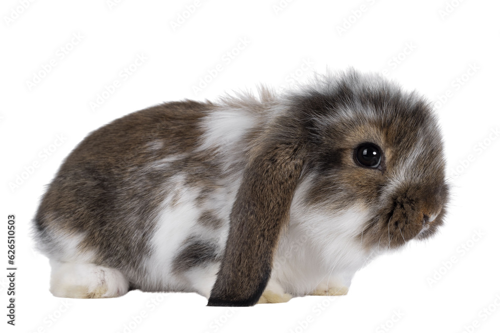 Brown with white spotted rabbit, sitting side ways. Looking towards camera. Isolated cutout on transparent background. Head up. Brown with white spotted rabbit, sitting side ways. Looking towards camera. Isolated cutout on transparent background. Head up.
