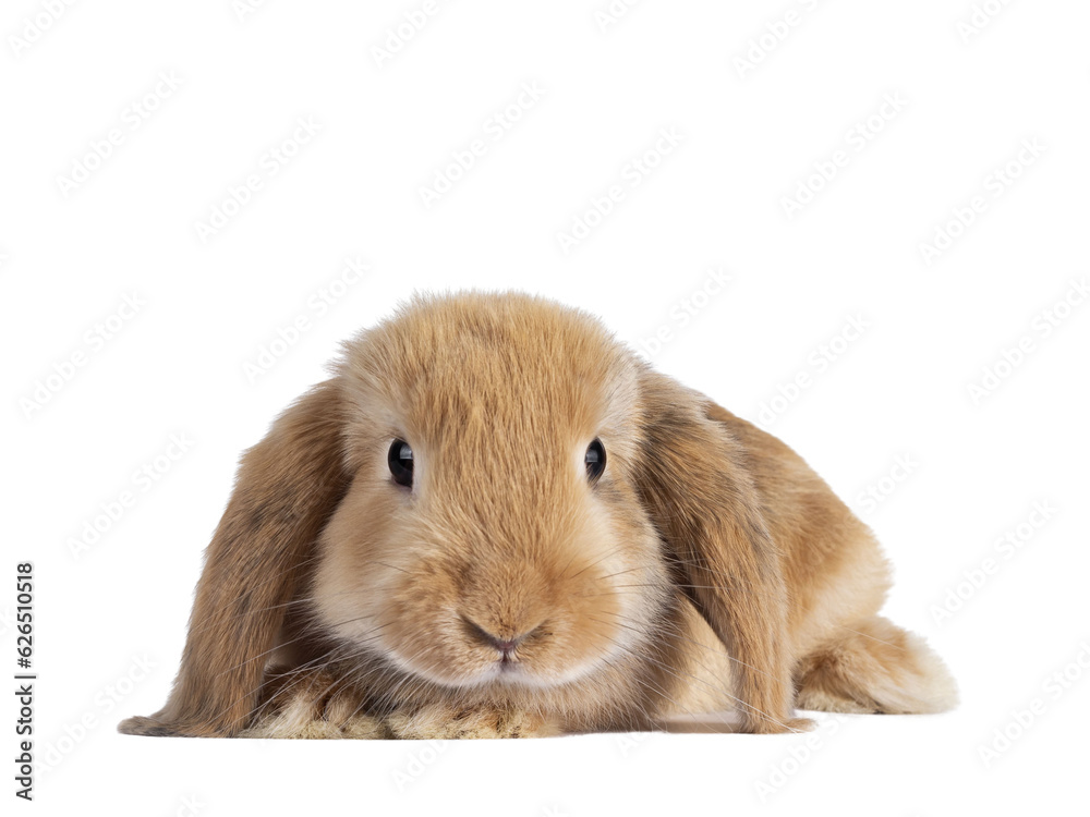 Sweet solid brown rabbit, laying down, head facing front. Looking towards camera. Isolated cutout on transparent background. Sweet solid brown rabbit, laying down, head facing front. Looking towards camera. Isolated cutout on transparent background.