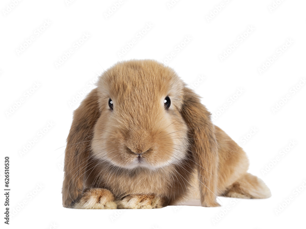Sweet solid brown rabbit, laying down, head facing front. Looking towards camera. Isolated cutout on transparent background. Sweet solid brown rabbit, laying down, head facing front. Looking towards camera. Isolated cutout on transparent background.