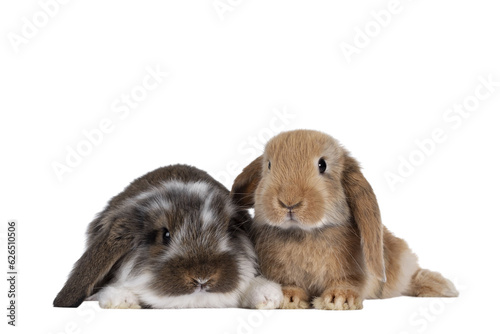 Brown with white spotted and solid brown rabbit, sitting together. Looking towards camera. Isolated cutout on transparent background.