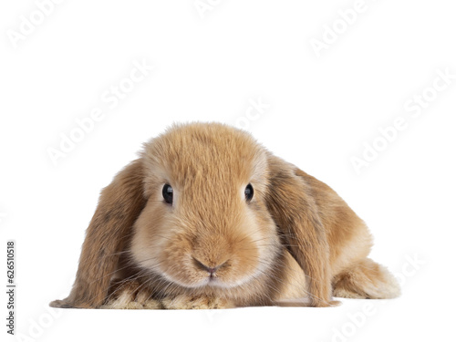 Sweet solid brown rabbit, laying down, head facing front. Looking towards camera. Isolated cutout on transparent background.