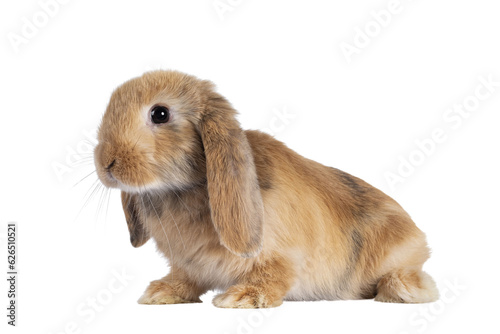Sweet solid brown rabbit, sitting side ways with head up. Looking towards camera. Isolated cutout on transparent background.