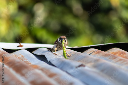 Eurasian Tree Sparrow eating worm