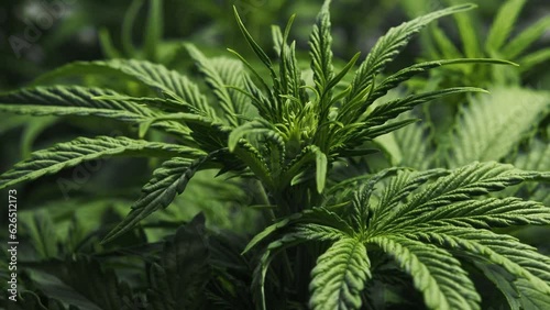 Close-up CBD cannabis plant and hemp inflorescence. Ganja Leaves with buds texture. Vegetative stage of medical marijuana growth