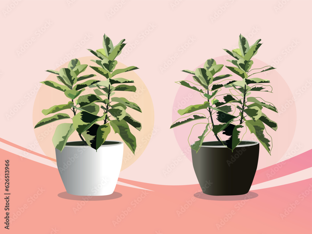 Pisonia plant for interior décor of home or office.