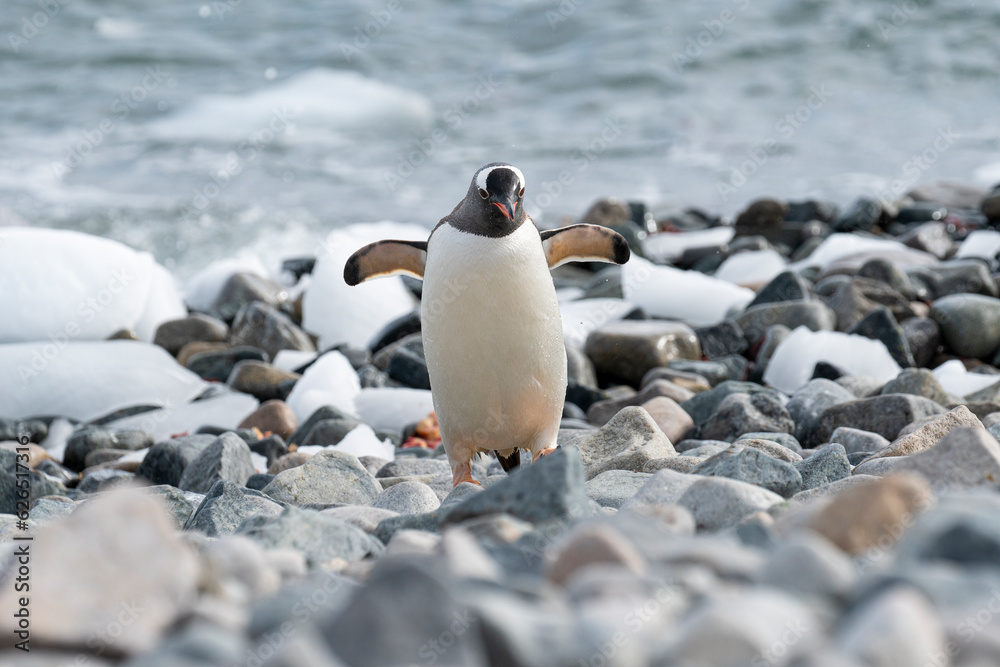 Naklejka premium Gentoo penguin walking on ocean seaside in Antarctica peninsula.