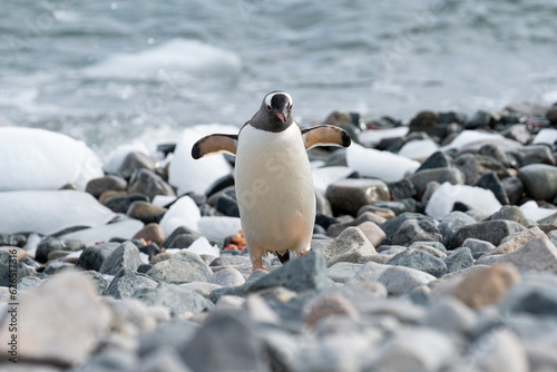 Gentoo penguin walking on ocean seaside in Antarctica peninsula.