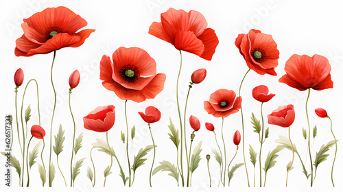 red poppy flowers isolated on white background. 