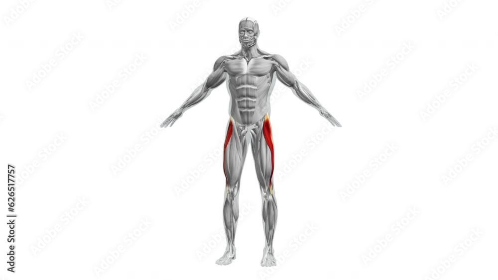 Anatomy of the Tensor Fasciae Latae Muscles Anatomy of the Tensor Fasciae Latae Muscles