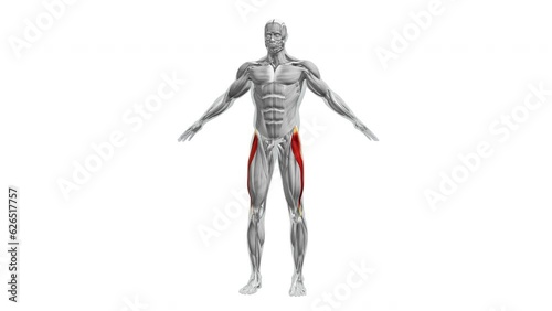 Anatomy of the Tensor Fasciae Latae Muscles photo