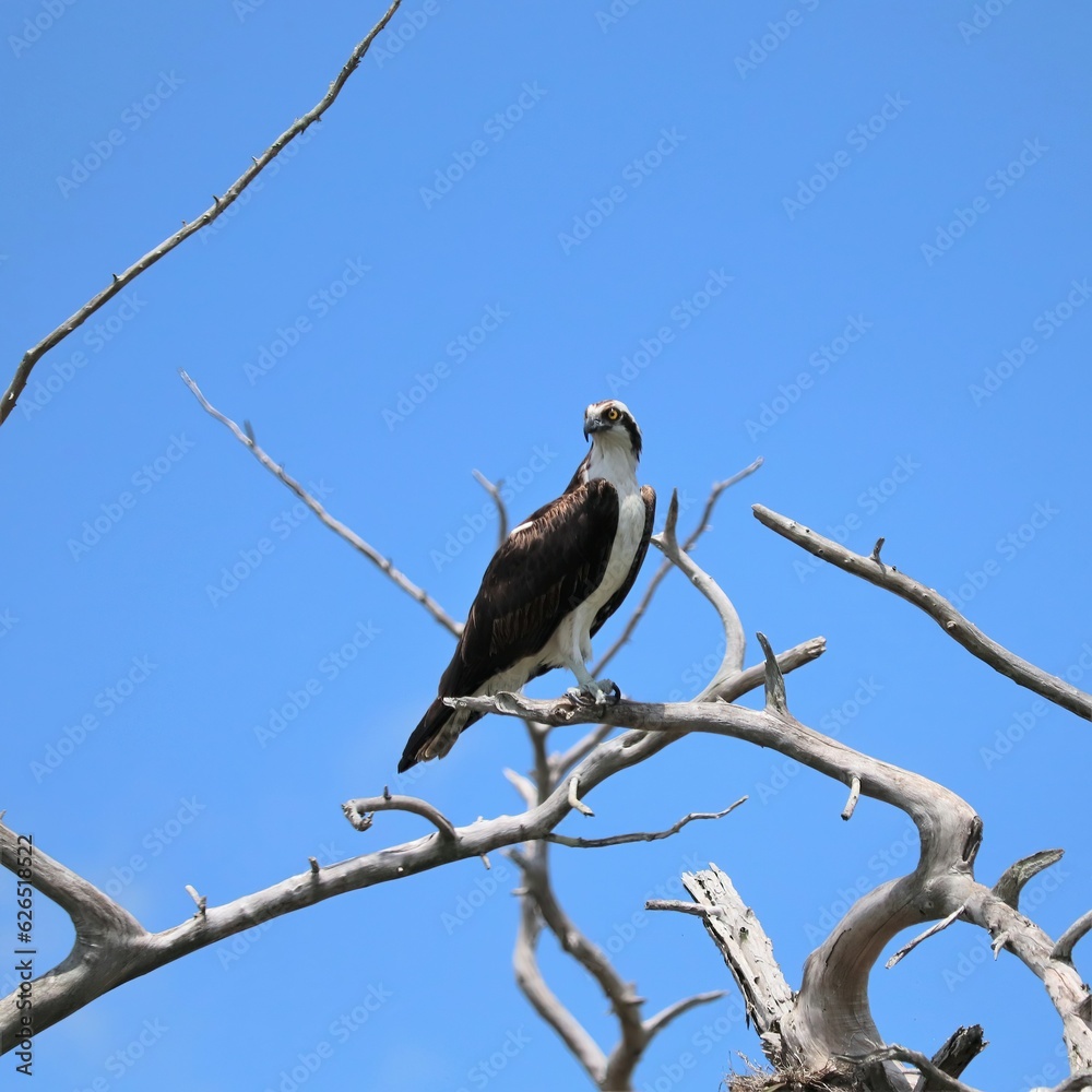 Osprey Perched Merritt Island NWR Florida Osprey Perched Merritt Island NWR Florida