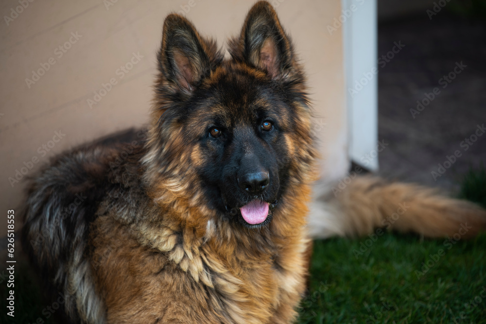 Fotos de GIN un pastor Alemán precioso y muy juguetón