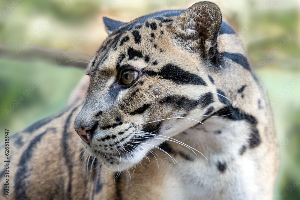 Naklejka premium A clouded leopard, Neofelis nebulosa