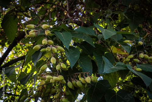 Green Paulownia tomentosa fruits with seeds on branches in summer. Princess or empress tree.