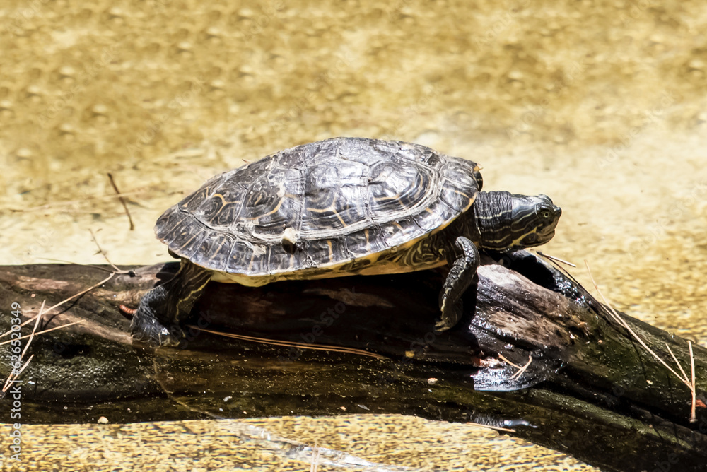 Obraz premium Żółw